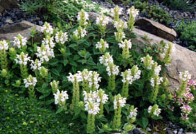 Scutellaria alpina 'alba'